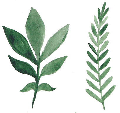 Vector Watercolor Aquarelle Flowers And Leaves Png - Watercolor Tropical Flower Png (421x381)