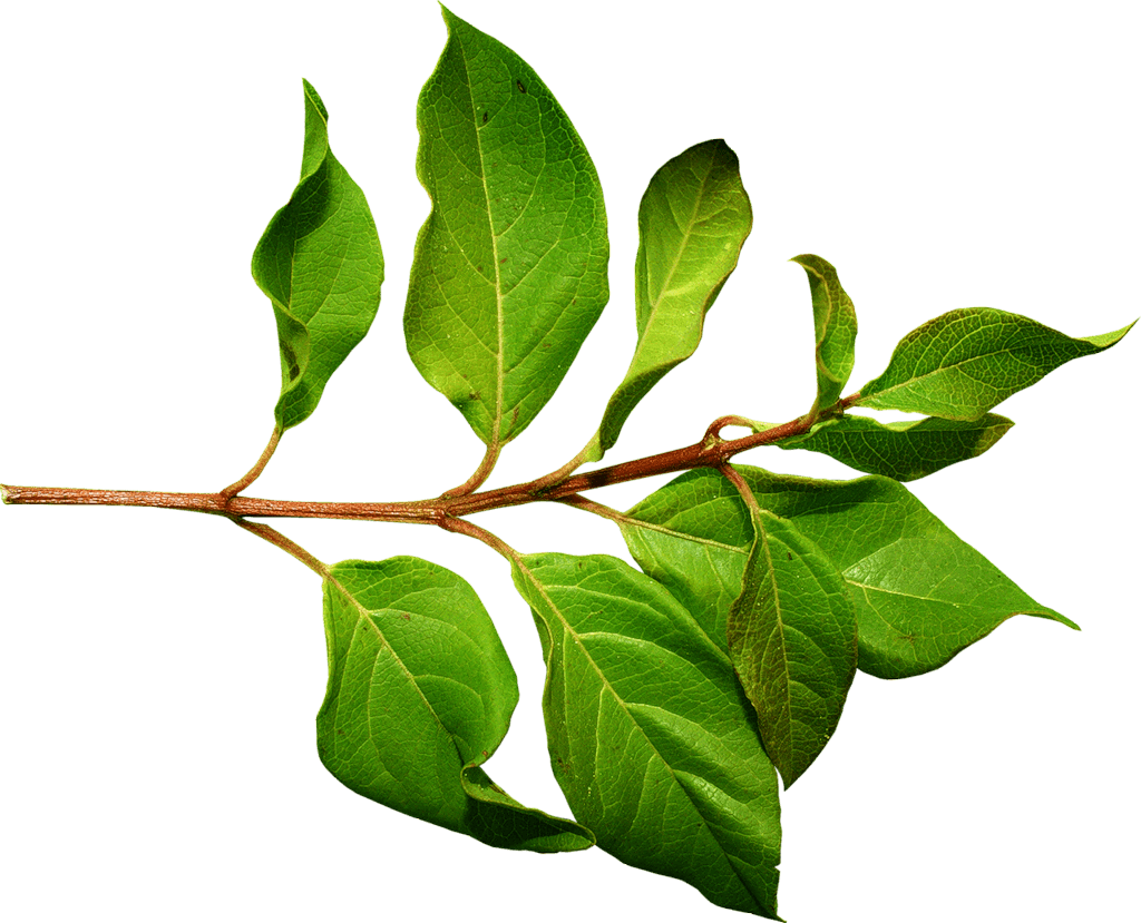 Leaves Png Transparent Images - Pear Branch+ Png (1024x829)