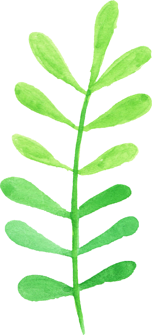 Free Download - Evening Primrose (496x1090)