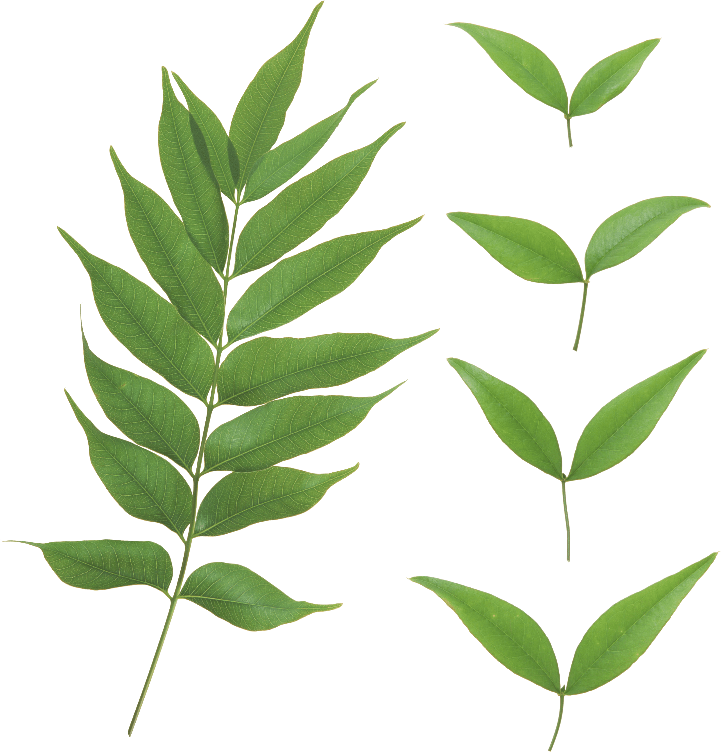 Leaf Png File - Green Leaf Transparent Background (2686x2818)