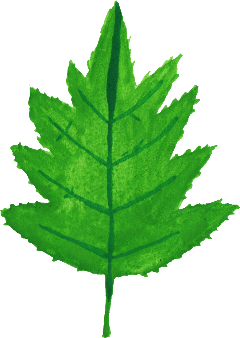 30 Watercolor Leaf Vol - Tithonia Diversifolia Leaf Drawing (782x1097)