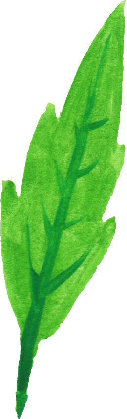 Free Download - Common Sage (260x853)