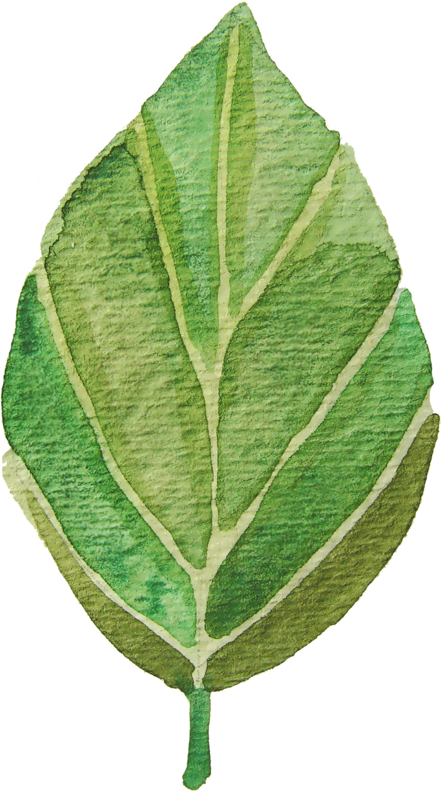 Eshan - Leaf Watercolor Clip Art Free (1066x1600)