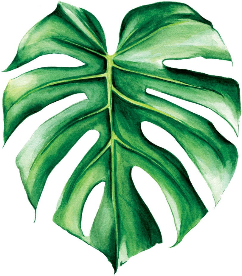Monstera Deliciosa - Monstera Deliciosa (1000x1000)