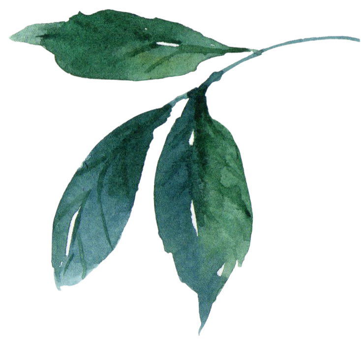 Watercolor Painting Leaf - Watercolor Painting (800x700)