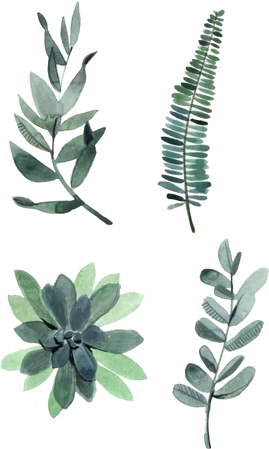 Watercolor Painting Drawing Plant Illustration - Watercolor Plants (658x940)