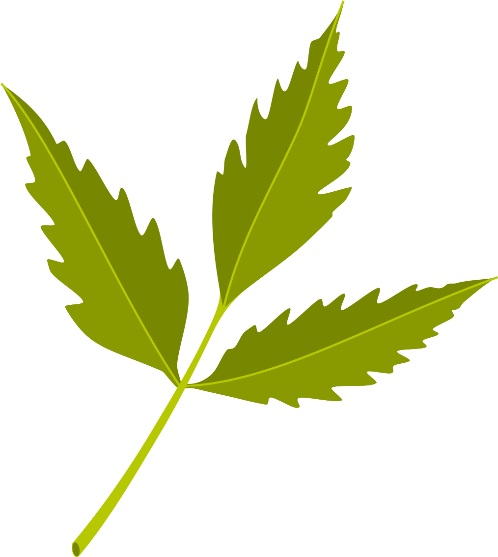 Neem Tree Neem Oil Azadirachtin Neem Cake - Neem Leaf Vector Png (1181x1181)