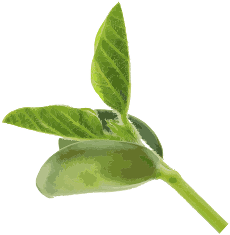 Bean Seedling Herb Illustration Transparent Png - Halaman Ornamental Background (512x512)