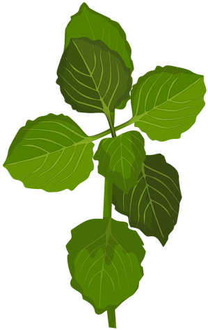 Schisandra Leaves Illustration Transparent Png - Illustration (512x512)