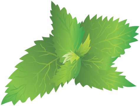 Stinging Nettle Illustration Transparent Png - Nettles Png (512x512)