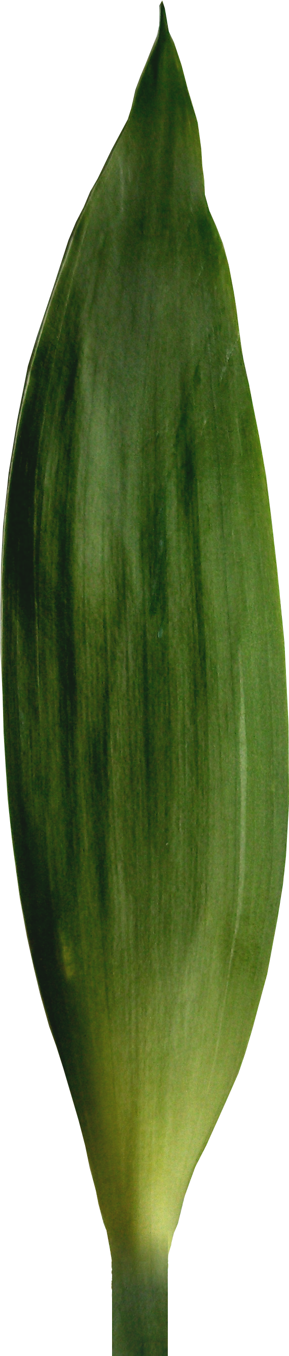 Leaf Bud Flower Plant Stem Petal - Banana (900x2900)