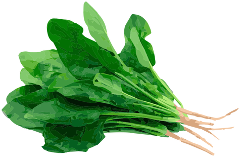 Dock Herb Illustration Transparent Png - Herb (512x512)