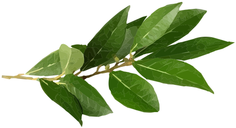 Bay Leaf Herb Illustration Transparent Png - Herb (512x512)