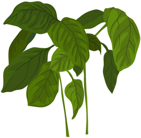 Green Basil Herb Illustration Transparent Png - Herbs Vector Png (512x512)