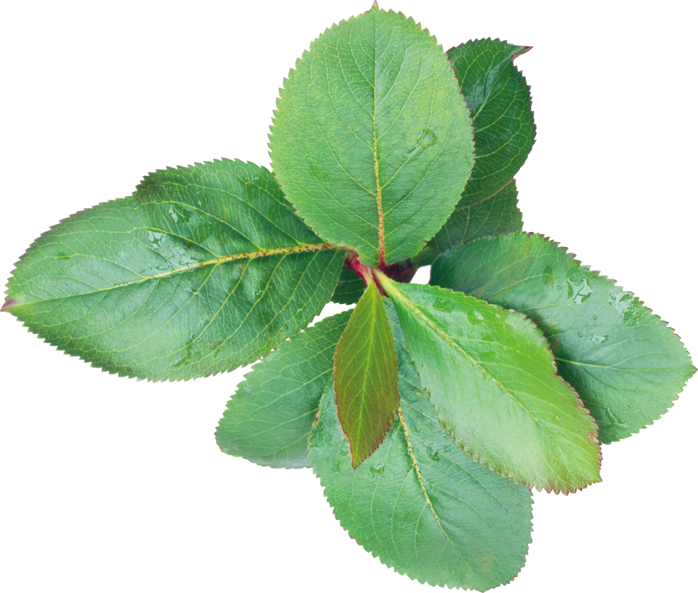 Transparency Green Leaves Png Image - Листья Вишни Пнг (2800x2379)