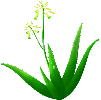 Aloe Vera Illustration - Illustration (512x597)