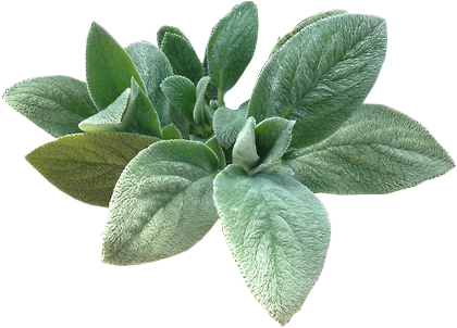 39 Images About Transparent - Green Editing Overlays (500x375)