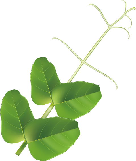 Pea Bean Drawing Illustration - Green Pea 3d Model (479x567)