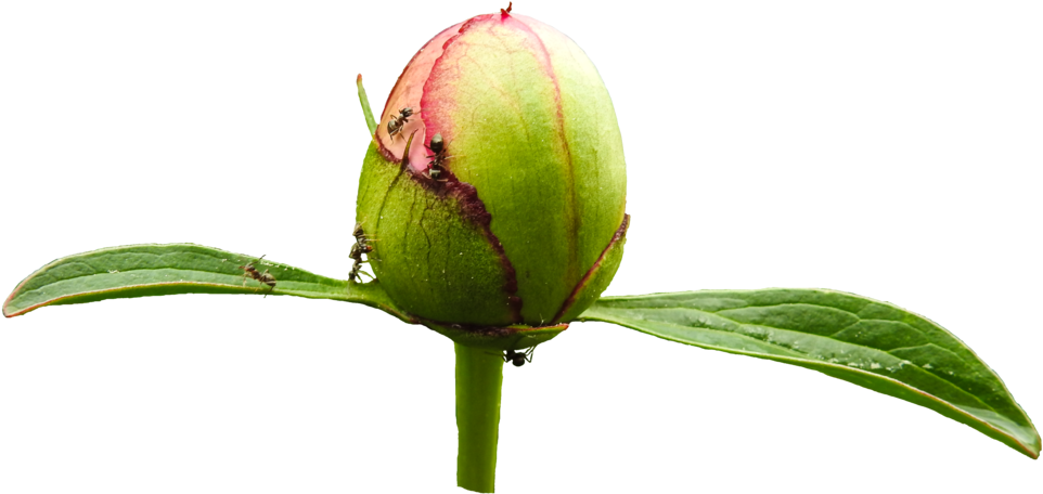 Ants On Light Pink Peony Bud Png By Bunny With Camera - Bud (1024x576)