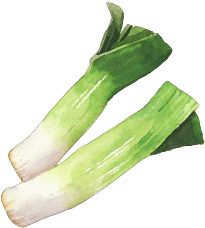 Leek Allium Fistulosum Scallion Onion Illustration - Painting (500x500)