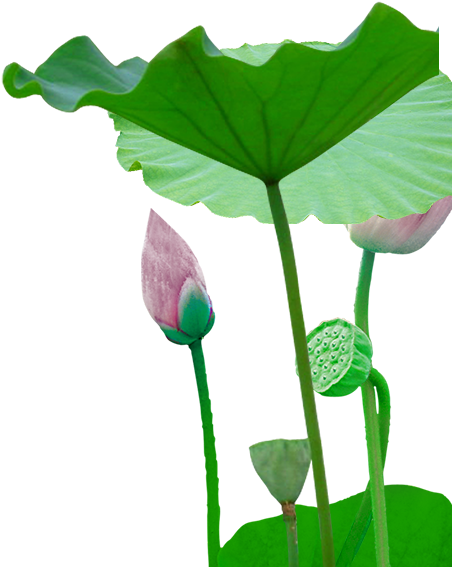 Leaf Bud Plant Stem Flower - Sacred Lotus (616x588)