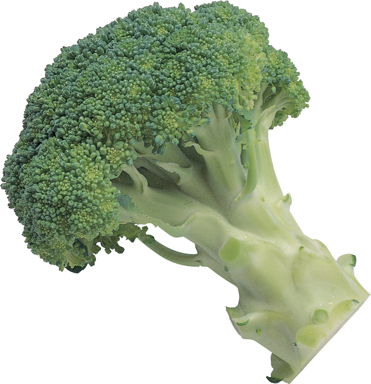 Broccoli Clipart Transparent - Broccoli With A Transparent Background (1185x1227)