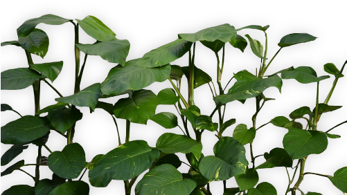 Fresh Nature Natural Plants Transparent Pale Clean - Plants Transparent (500x333)