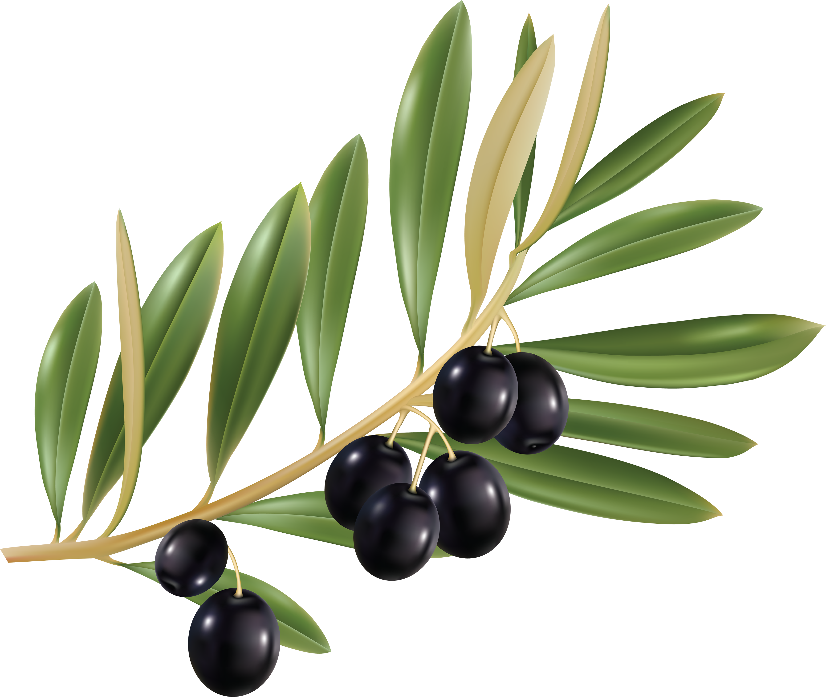 Transparency Olives Png Image - Olive Png (3507x2960)