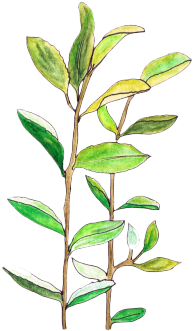 Transparent/sticker Blg - Aesthetic Art Plants (500x382)