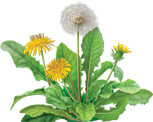 Transparency Dandelion Png Image - Dandelion Root Tea - 24 - Bag (600x560)