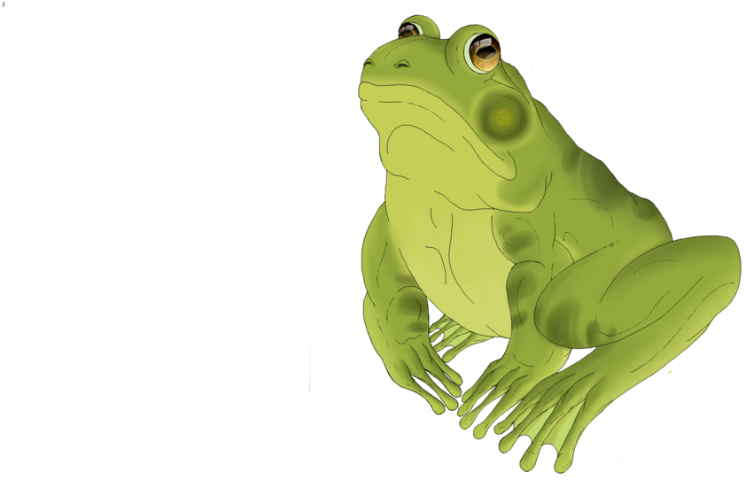 Green Frog Illustration - Mink Frog (1024x784)