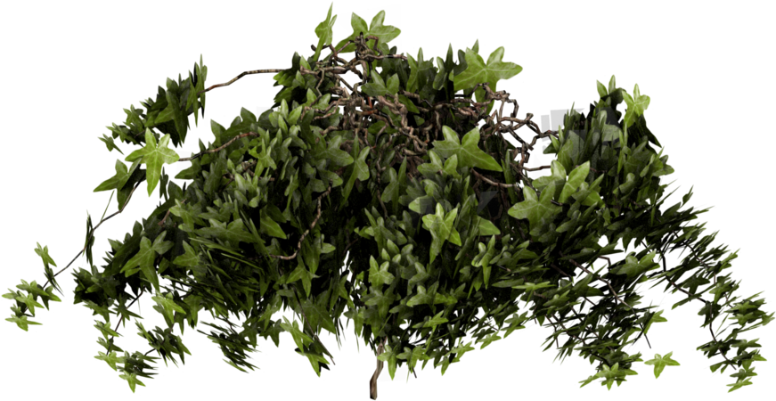 Ivy Transparent - Plants Cut Out Png (900x675)