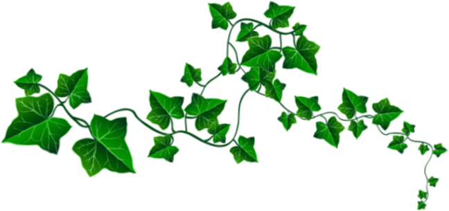 Ivy Clipart Tree Vine - Clip Art (648x305)