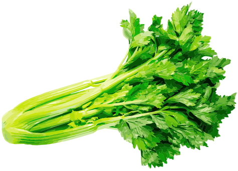 Celery Herb Illustration Transparent Png - Celery Seeds 100 Seeds Vegetable Seeds (512x512)