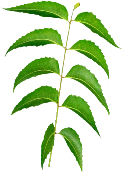 Azadirachta Indica - American Holly (462x600)