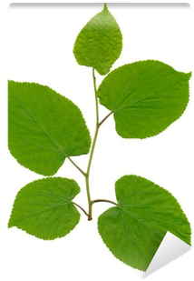 Canoe Birch (400x400)