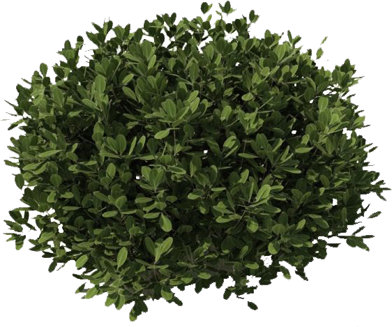 Bushes Transparent Png - Bush Transparent (563x486)