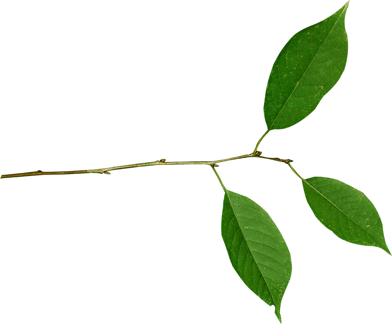 Переходи И Забирай)))) - Buttonbush (1600x1323)