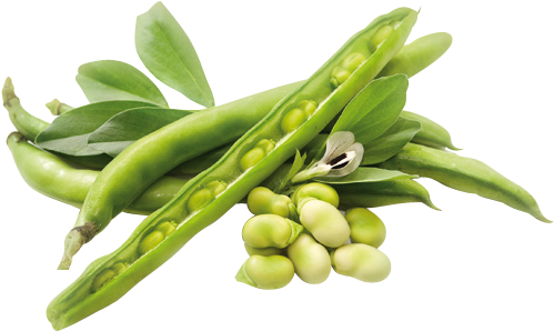 Guar Gum Powder & Guar Derivatives - Ms. Pompadour Strengthening Hair Shampoo, Nourishing, (515x343)