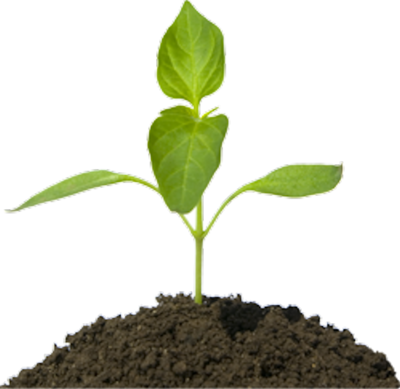 Seed Sprouting Illustration Download - Plant In Dirt Transparent (400x389)
