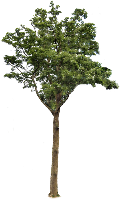 Tree With Transparent Background Png Images - Transparent Background Tree Png (400x676)