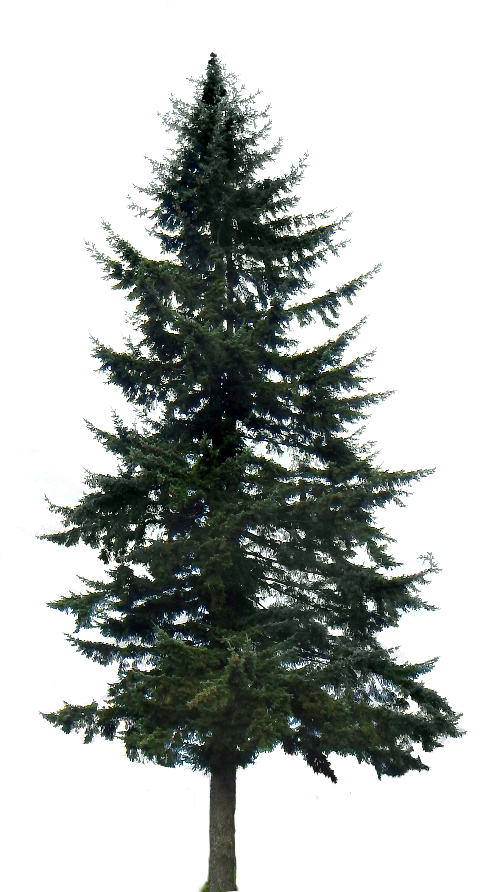 Drawn Fir Tree Transparent - Pine Tree Png (1653x3075)