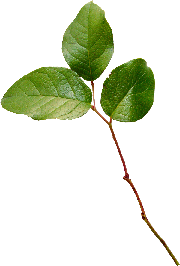 Find This Pin And More On Summer By Lunkina27 - Portable Network Graphics (600x888)