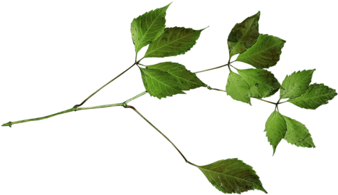 Клипарт Розы На Прозрачном Фоне - Ветка Пнг (500x289)