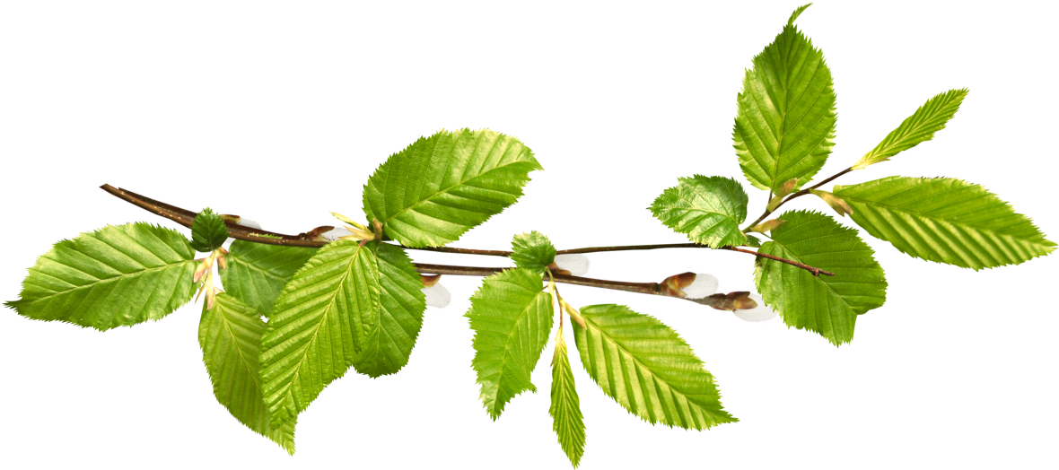 Изображение Для Плейкаста - Canoe Birch (1280x646)