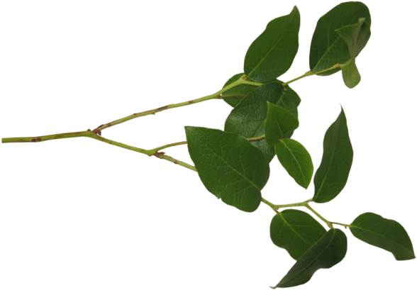 Tubes Arbres Et Verdures - Branch (600x416)