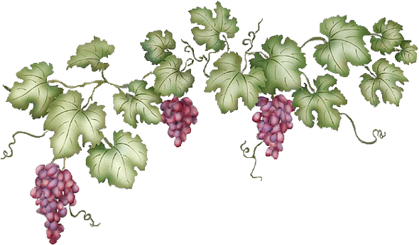 Grapevine Transparent Png - Grape Vines Transparent Background (590x346)
