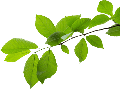 A Force Of Nature - Ulmus Alata (484x365)