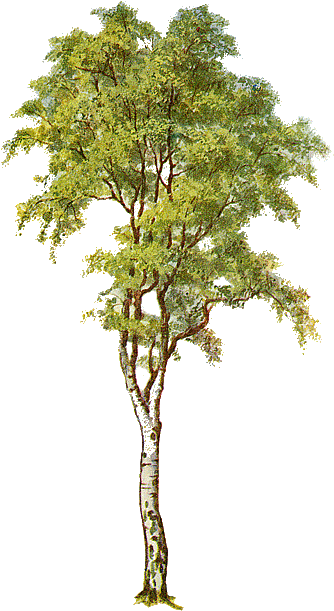 Birch Clipart Transparent - Silver Birch Tree Clipart (348x617)