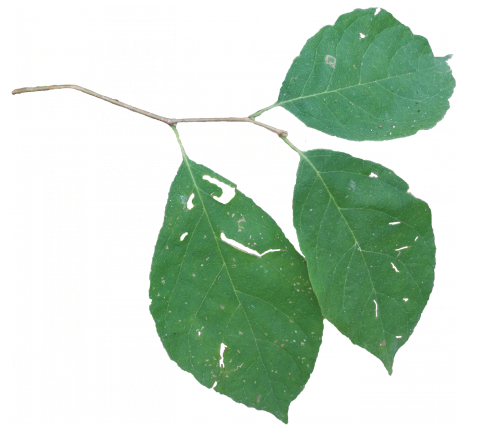 Two Winged Silverbell Leaf (480x430)